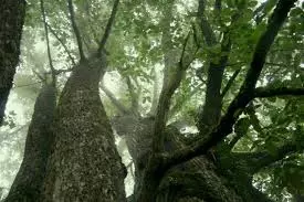 Une vie en forêt