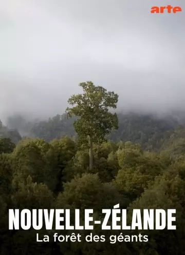 NOUVELLE-ZÉLANDE - LA FORÊT DES GÉANTS