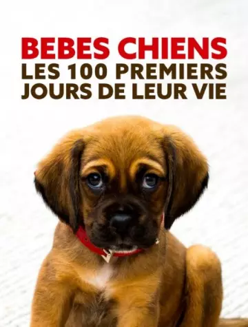 Bébés chiens  Les 100 premiers jours de leur vie