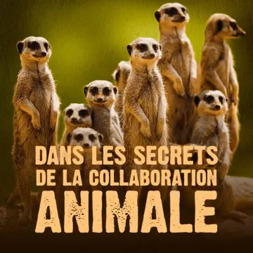 Dans les secrets de la collaboration animale